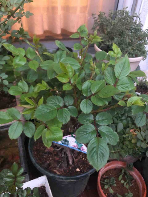 四季咲きのバラセンチメンタル 芽吹いた姿が均斉がとれている タガメとタナゴ ちょっと家庭菜園のblog 四季咲きのバラセンチメンタル 芽吹いた姿が均斉がとれている タガメとタナゴ ちょっと家庭菜園のblog