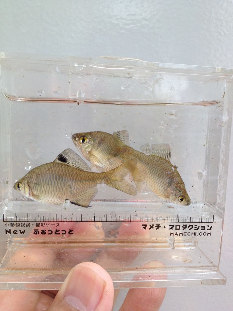 タナゴ水槽水換え タガメとタナゴ ちょっと家庭菜園のblog