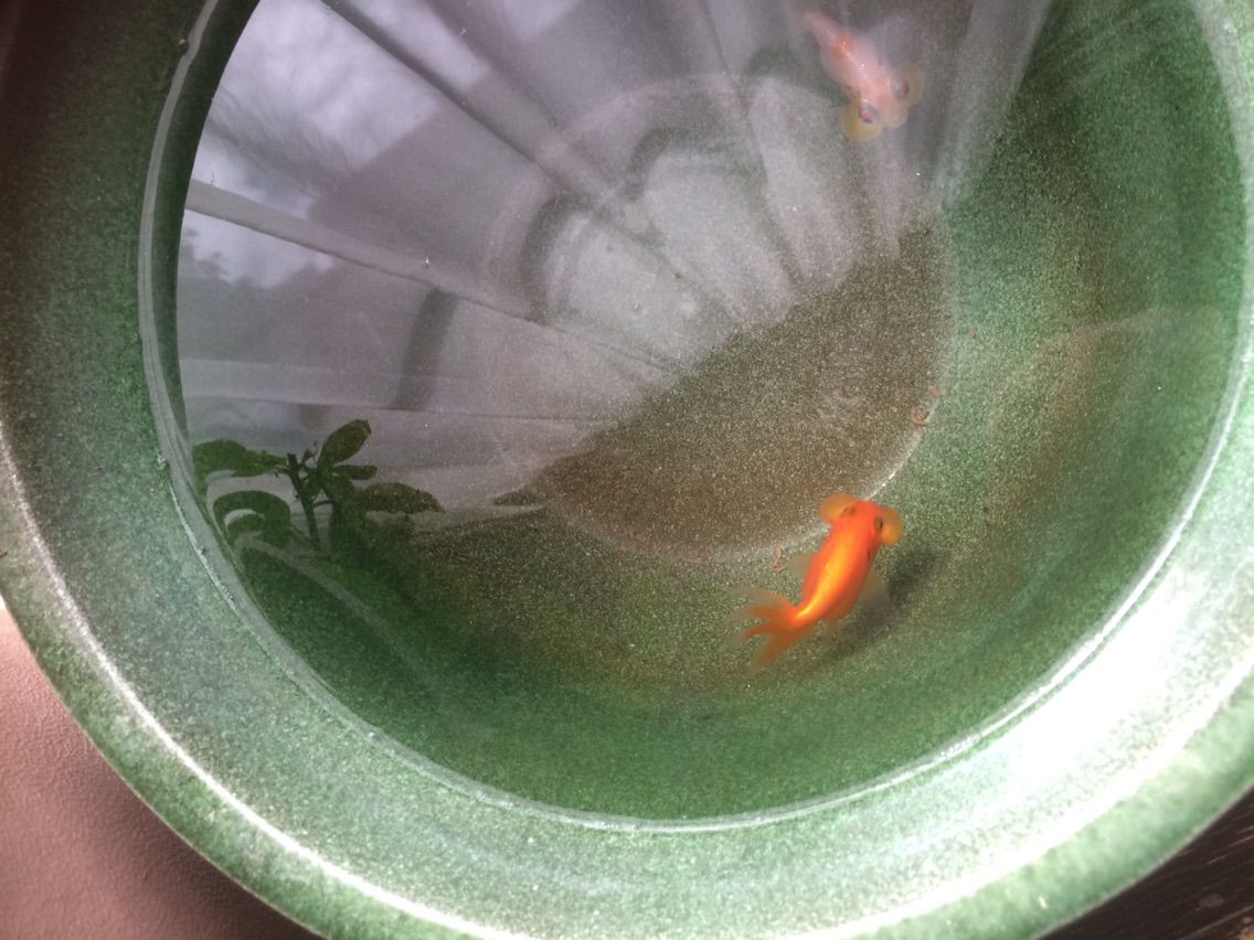 前庭の植物と水泡眼17年11月 タガメとタナゴ ちょっと家庭菜園のblog 前庭の植物と水泡眼17年11月 タガメとタナゴ ちょっと家庭菜園のblog