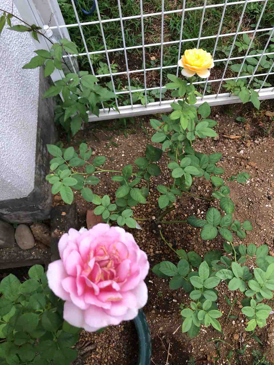 ９月に咲いているバラ タガメとタナゴ ちょっと家庭菜園のblog