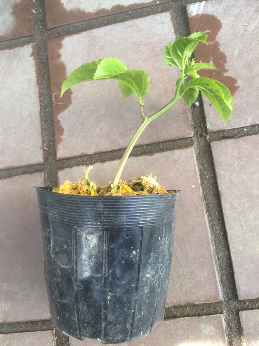 パッションフルーツの挿木が発根 タガメとタナゴ ちょっと家庭菜園のblog パッションフルーツの挿木が発根 タガメとタナゴ ちょっと家庭菜園のblog