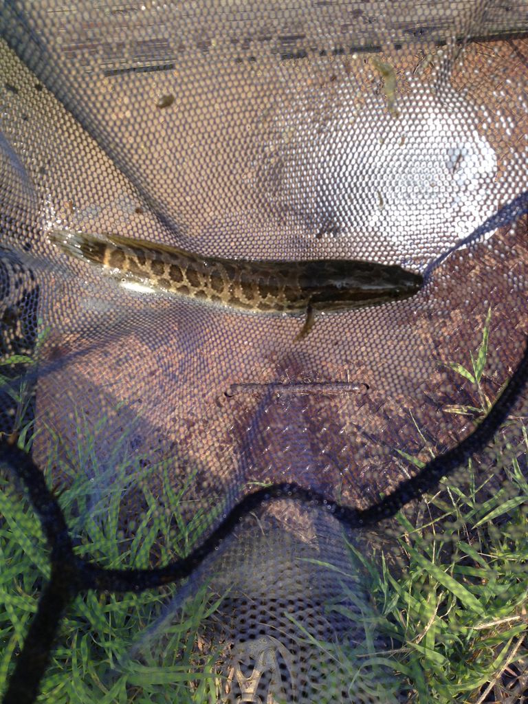 網に雷魚が入った タガメとタナゴ ちょっと家庭菜園のblog 網に雷魚が入った タガメとタナゴ ちょっと家庭菜園のblog