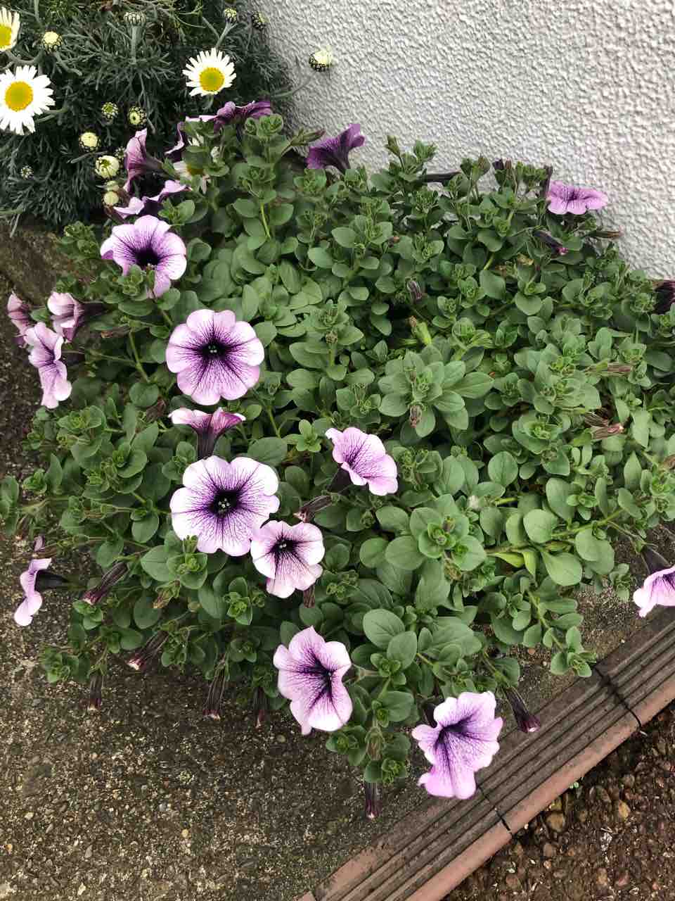 ペチュニアがどんどん開いてきました タガメとタナゴ ちょっと家庭菜園のblog