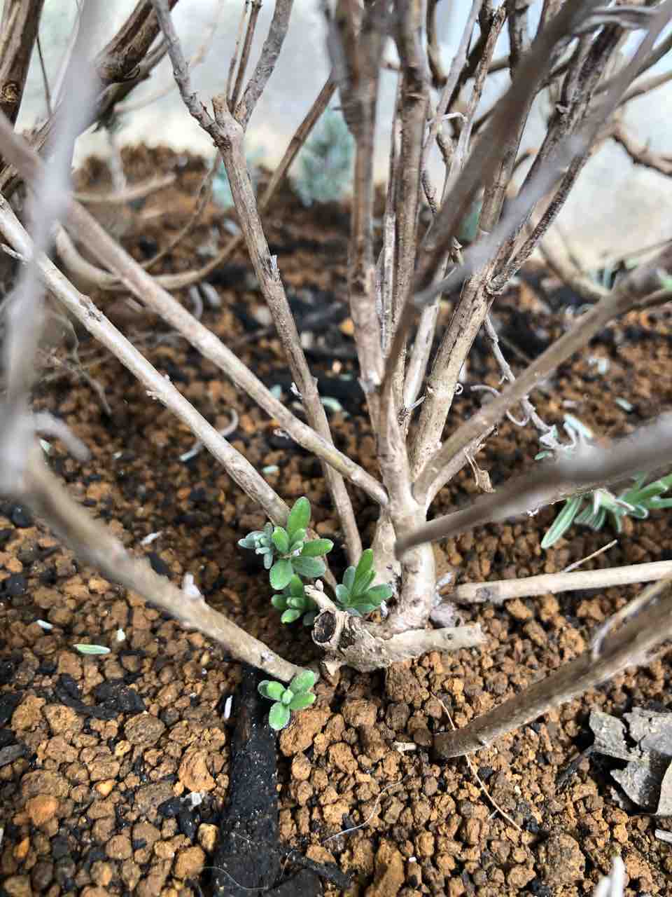 ラベンダーの強剪定 タガメとタナゴ ちょっと家庭菜園のblog