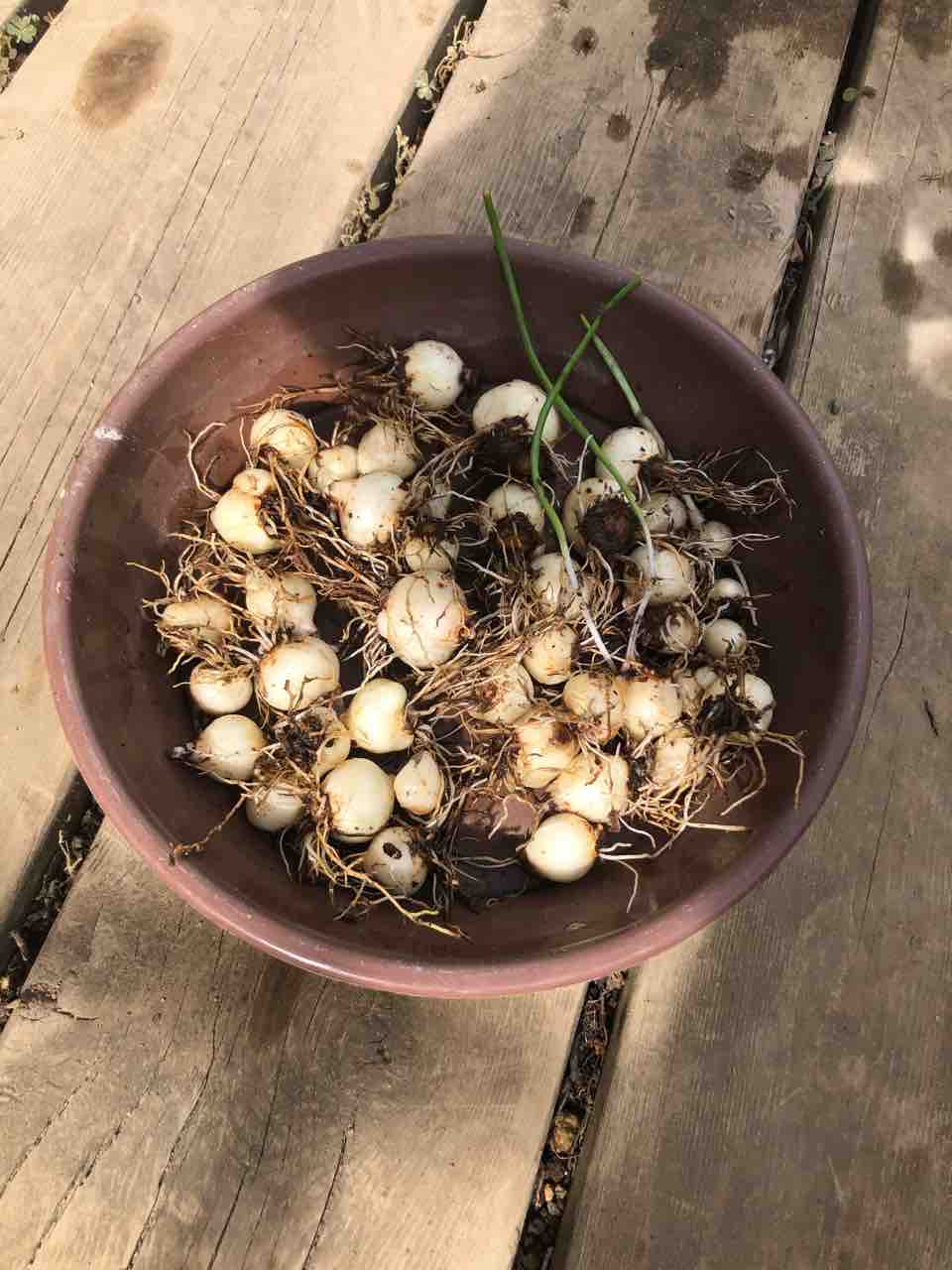 ムスカリの掘り上げ しばらく陰干しして秋まで保管しておこう タガメとタナゴ ちょっと家庭菜園のblog ムスカリの掘り上げ しばらく陰干しして秋まで保管しておこう タガメとタナゴ ちょっと家庭菜園のblog