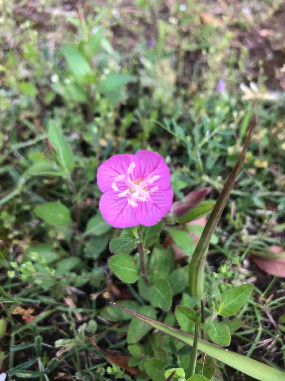道端の雑草の中に咲く一輪の夕化粧 タガメとタナゴ ちょっと家庭菜園のblog