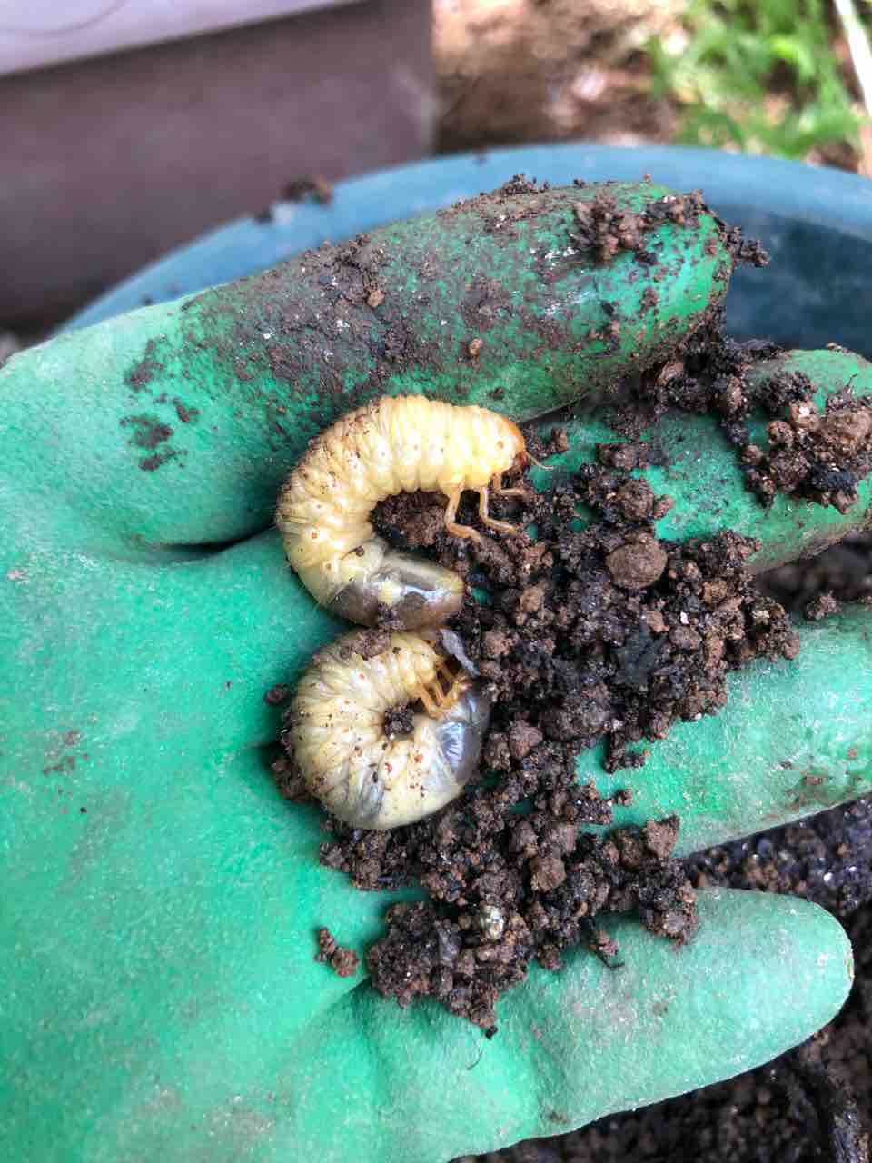 コガネムシの幼虫に食い尽くされたバラの根 タガメとタナゴ ちょっと家庭菜園のblog