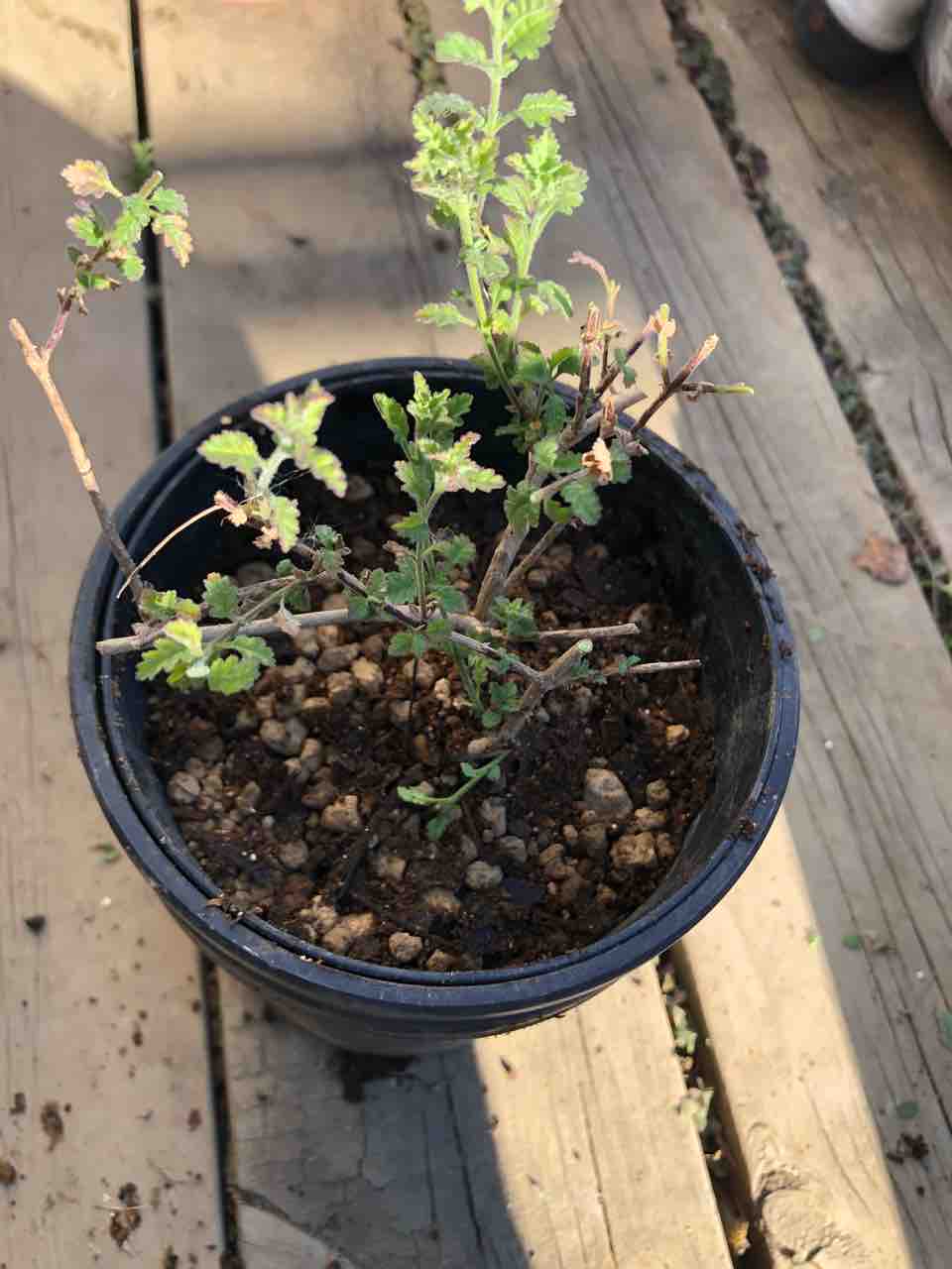 サンブリテニアの剪定と植え替え タガメとタナゴ ちょっと家庭菜園のblog