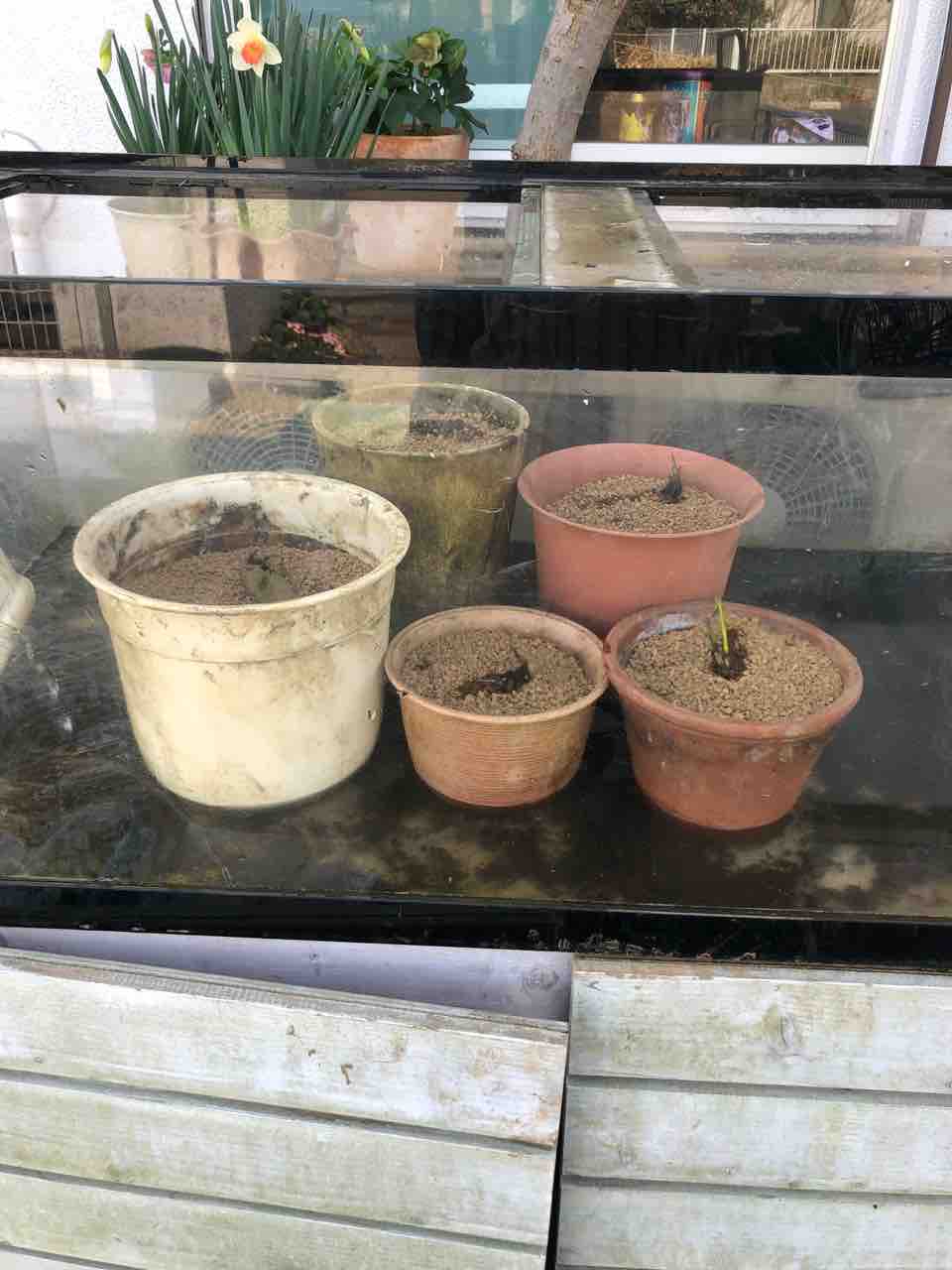 睡蓮の植え替え約４０株 タガメとタナゴ ちょっと家庭菜園のblog