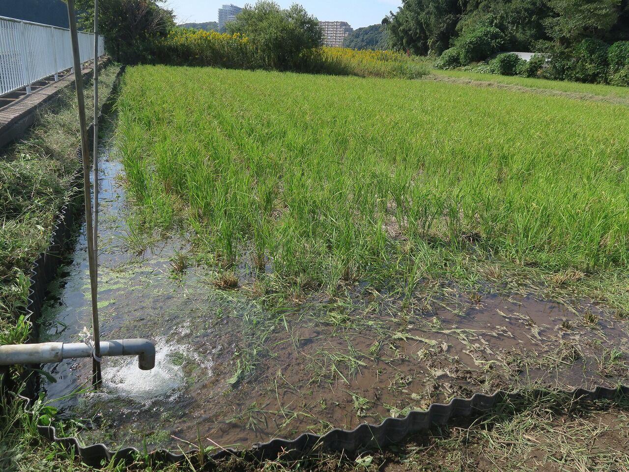 青菅実験田畦修復作業報告 : 耕さない田んぼの会(千葉県佐倉市)