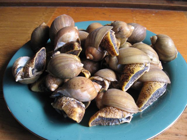 つぶ貝 田んぼ作り