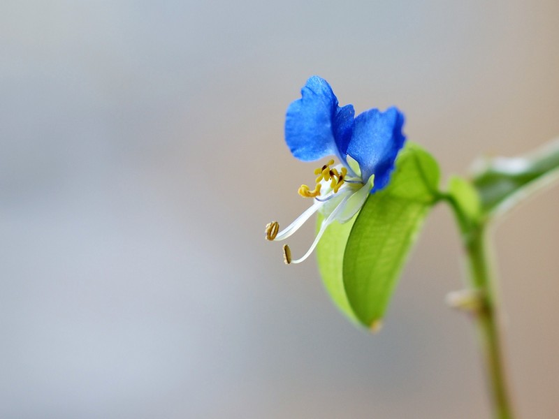 ツユクサの青い花 u Memo