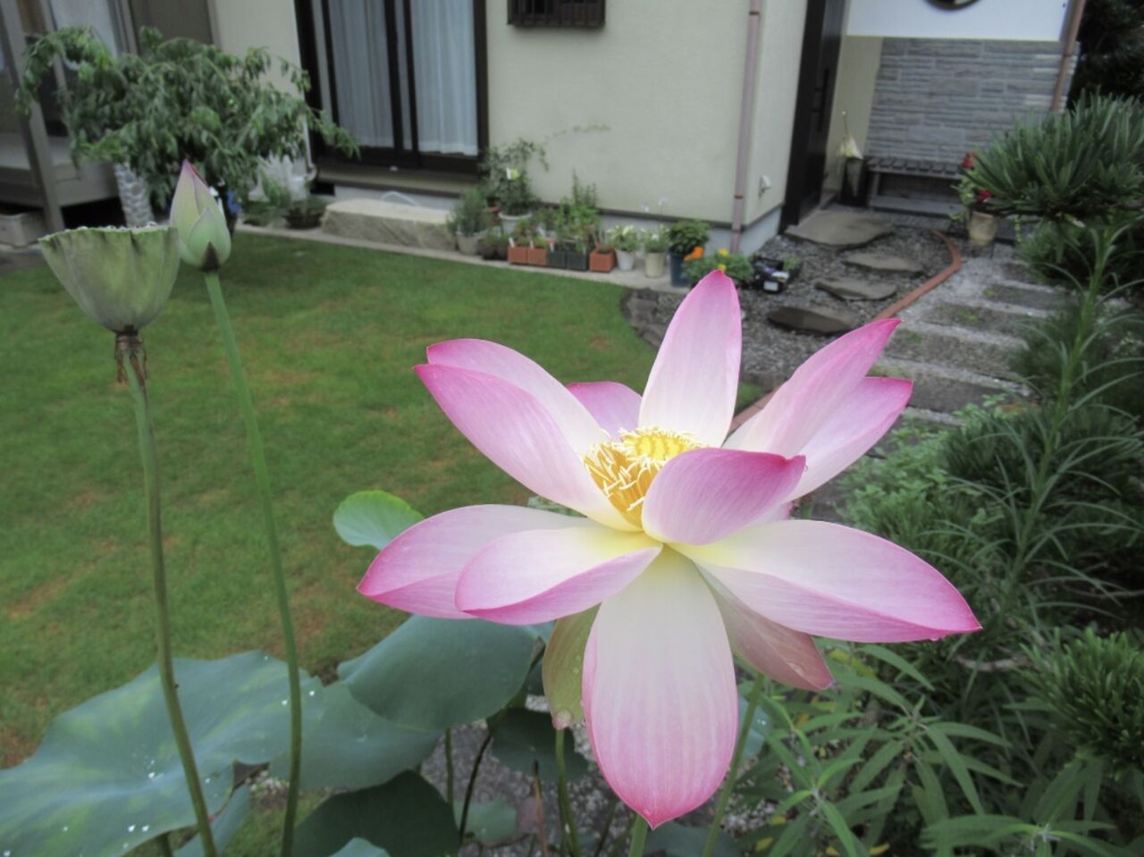 7月30日 木 蓮の花 厚木市議会議員 田口たかお 活動ブログ