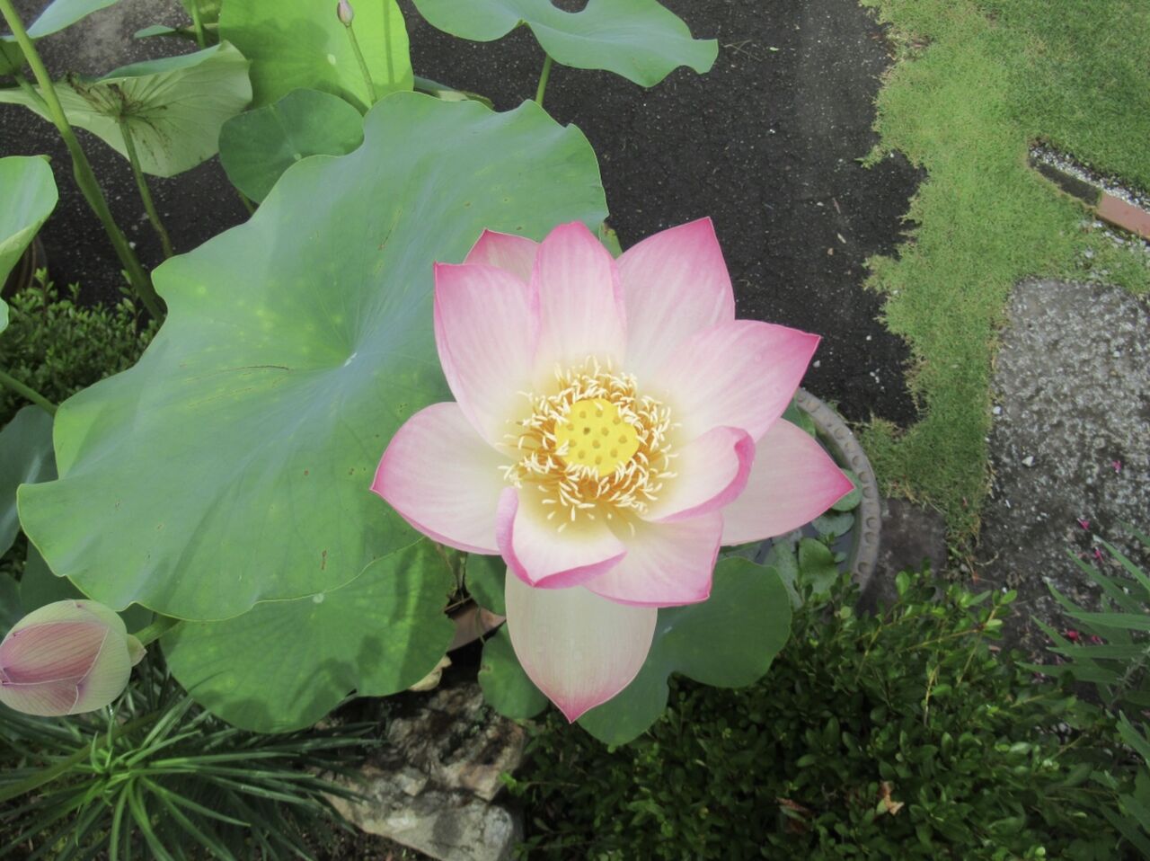 令和3年6月17日 木 今年も蓮の花が咲きました 厚木市議会議員 田口たかお 活動ブログ 令和3年6月17日 木 今年も蓮の花が咲きました 厚木市議会議員 田口たかお 活動ブログ