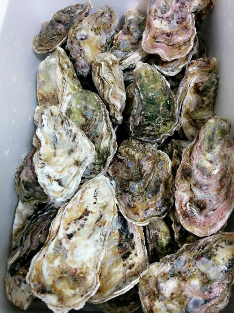 鹿肉の燻製と鳴門のｌ寸牡蠣をウィスキーで たひだるに怠ける努力