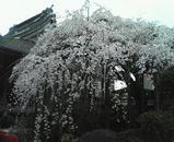 �����ʻ޿����