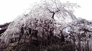 玉蔵院は満開♪