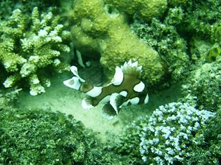 セブ・マクタン島