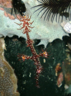 �˥����ե��饤����