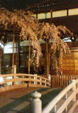 ���٤������