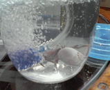 ���줫���ư���ޤ���