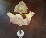 �������㥹�Ǥ���