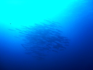 Ϳ�������