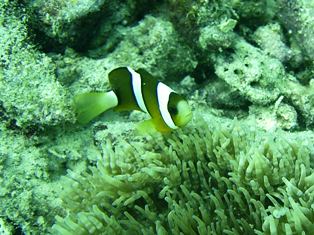 セブ・マクタン島