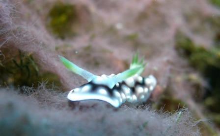 ������襦