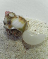 ��ɥ����