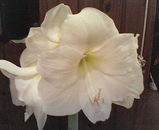 �Ĥ�Σ��Ĥ�餭�ޤ�����