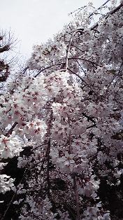 玉蔵院は満開♪