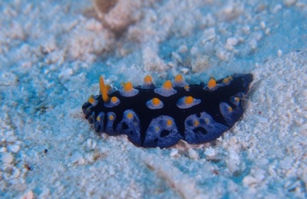 ���ޥ�����