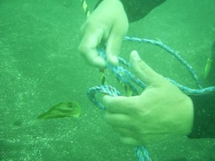 �����פȥ����פ�����ޤ�