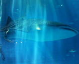 ����٥�����