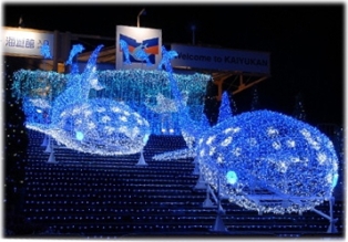 ジンベイザメのイルミネーション☆