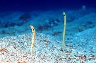 fidmisstahiti20110406173109jimage