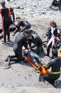 �۵��н跱����