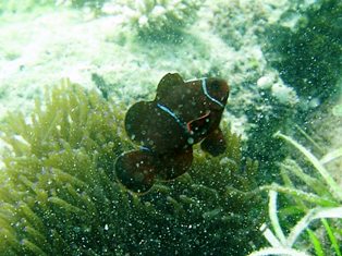 セブ・マクタン島