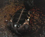 ��������(^_^;)