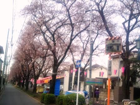 sakura