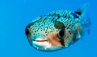 fidmisstahiti20110406173108jimage