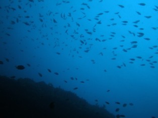 �����塹��