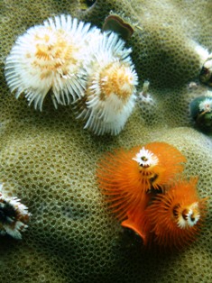 ���Х饫�󥶥�