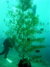 �礭������