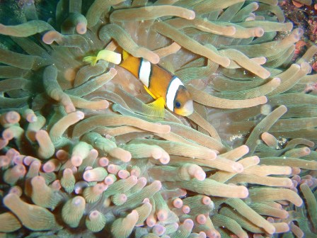 �٥��ȥ���åȡ�