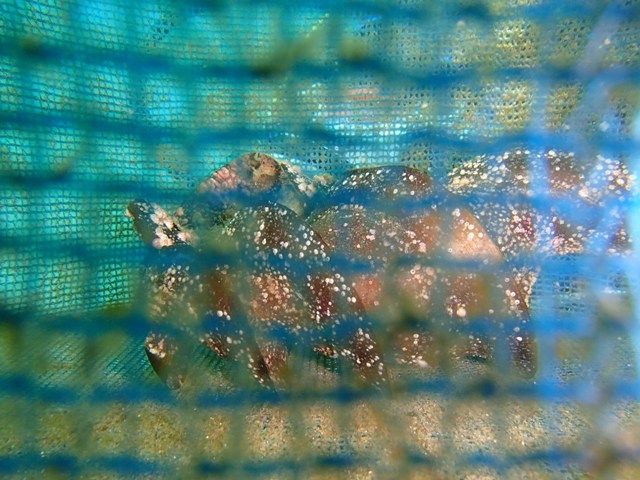 �ӡ�����ե�å��� (6)