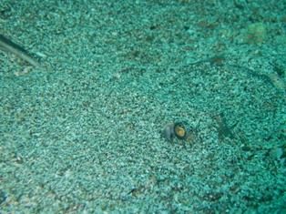 �狼�롩����