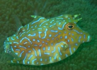 ���������塼��