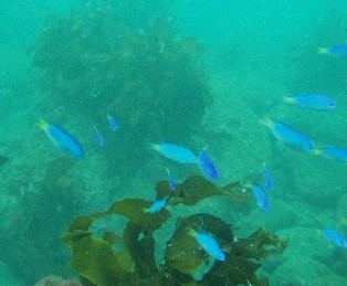 �ȥ��ԥ���